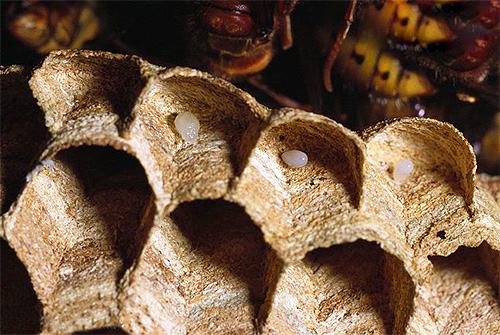 Wasp eggs in the nest - later the larvae hatch