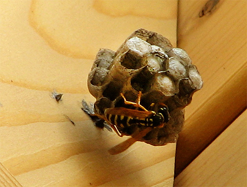 The photo shows a hornet's nest at the beginning of construction.