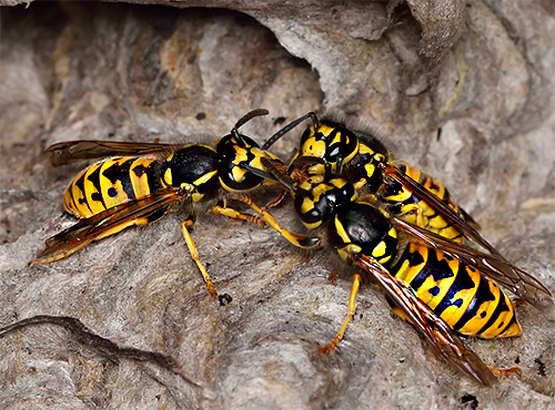 Among the wasps there are both solitary and collectively living species.