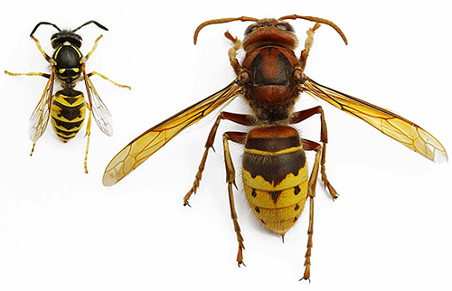 The main difference between the hornet and the wasp is its large size.
