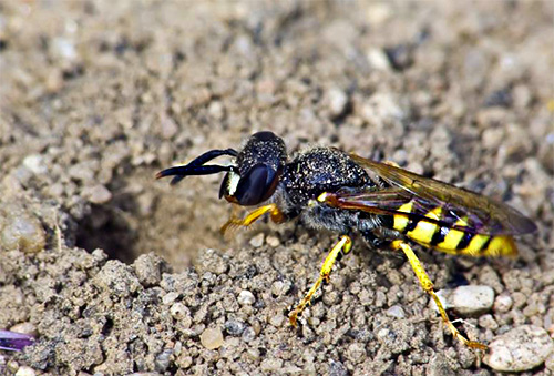 Digging wasps got their name because of the ability to dig moves in the ground.