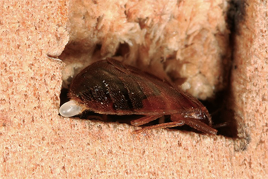 Zakladatelem celé populace parazitů v domě se může stát i jedna dospělá samice bug, přivezená z výletu.