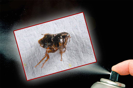 If there are fleas in the apartment, then only an integrated approach will quickly and reliably destroy these blood-sucking parasites. On how to do it correctly, we will talk further ...