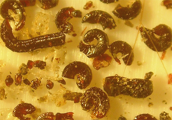 The photo shows the flea larvae and excrement.