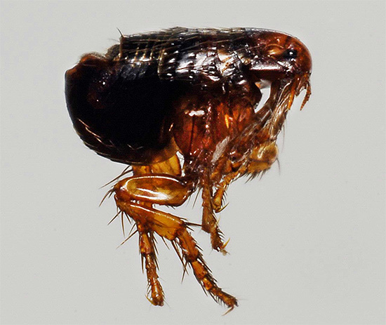 Photograph of adult cat flea