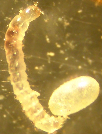 After some time, the larvae hatch from surviving after processing flea eggs.