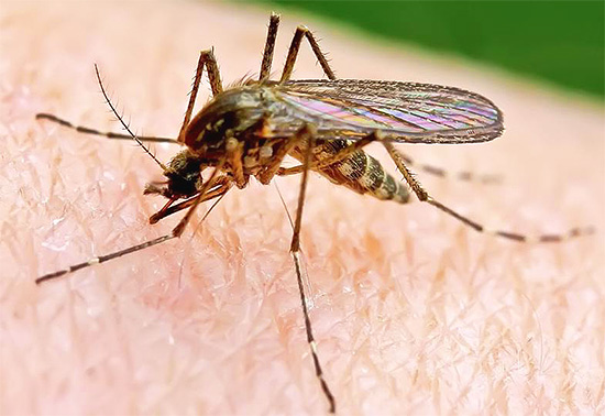 Ofta köper insektsdödare att bli av med myggor i huset