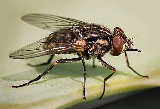 En bra insektsdödare kan lätt hantera, till exempel, med flugor, som oavsiktligt flyger in i ett hus.