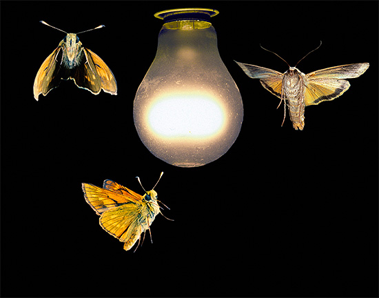 I mörkret tenderar många insekter att vara ljuskälla