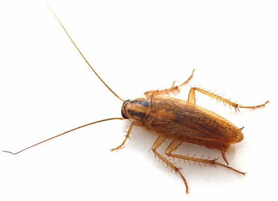 Läkemedlet är effektivt mot kackerlackor, vilket gör det möjligt för dig att helt förstöra deras befolkning i lägenheten, även i fall där andra medel misslyckas.