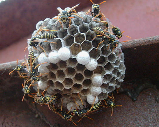 Multiple bites of the wasp are not uncommon, and often occur when trying to get rid of the nest of these insects.