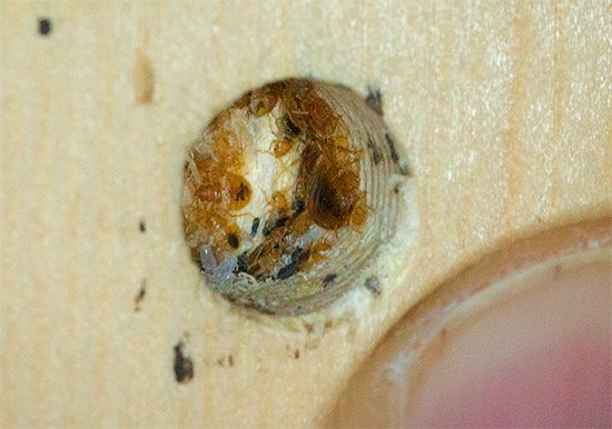 A képen a bútorágyak fészke látható - a paraziták látható tojásai és lárvái.