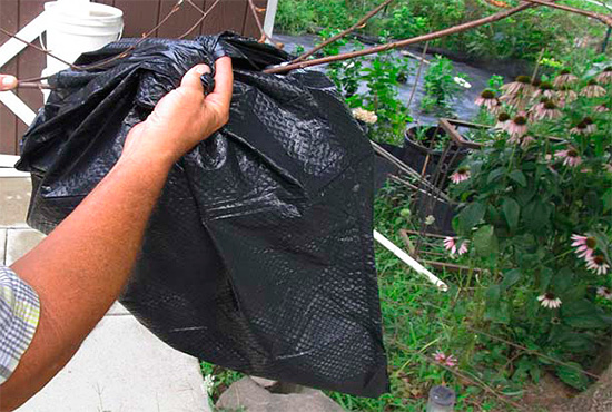 On the hornet's nest, hanging on a branch, you can simply put a bag with a solution of poison poured into it.