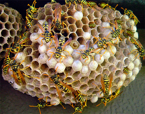 Dichlorvos je velmi vhodný k rychlému otrávení hmyzu v hnízdě.