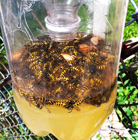 The photo shows an example of a trap filled with dead wasps.