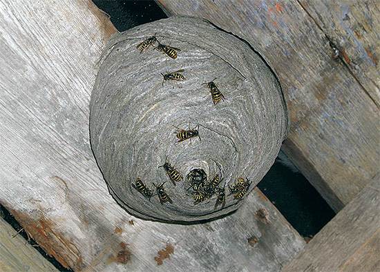 Fotografie ukazuje vosí hnízdo umístěné v podkroví dřevěného domu.