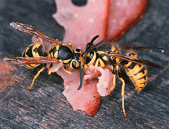 The poisoned bait wasps will be carried to their nest and fed to the larvae and the uterus.