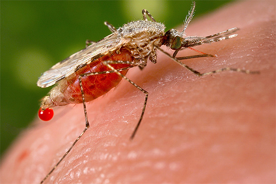 Mosquito drinks blood