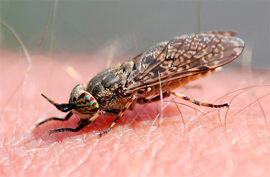 Blind bites are quite painful, leaving large red spots on the skin.