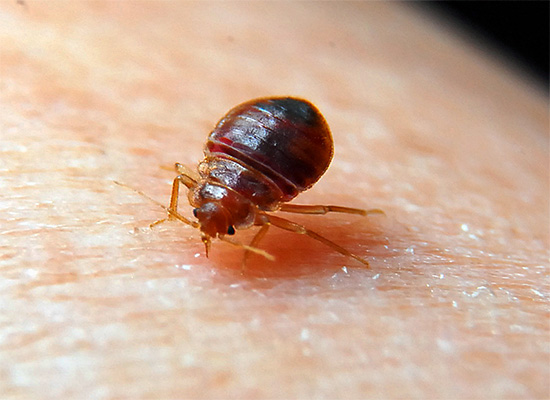 The photo shows a bed bug sucking blood.
