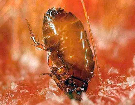 At the moment of a bite, the flea literally bites into the skin, almost completely submerging its head in it.