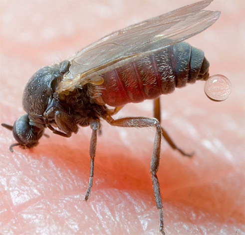 Insectenbeten, bijvoorbeeld in de taiga (muggen) kunnen tot zeer ernstige gevolgen leiden, zo niet aanvankelijk passende beschermende maatregelen nemen.