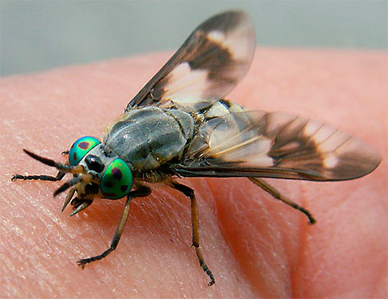 And this is how the horsefly itself looks like in the process of saturation.