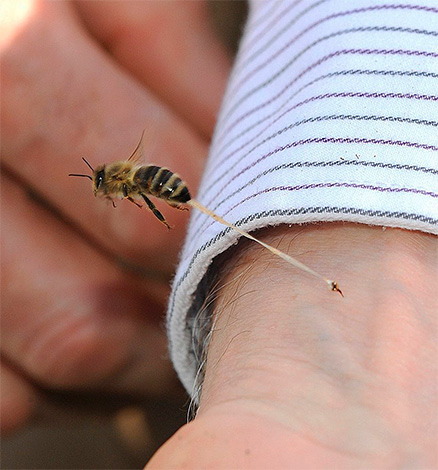 Unlike hornets and wasps, a bee leaves a sting in the victim’s skin (along with part of the internal organs) when it is bitten.