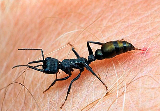 Ant kogelbeten behoren tot de pijnlijkste onder insecten.