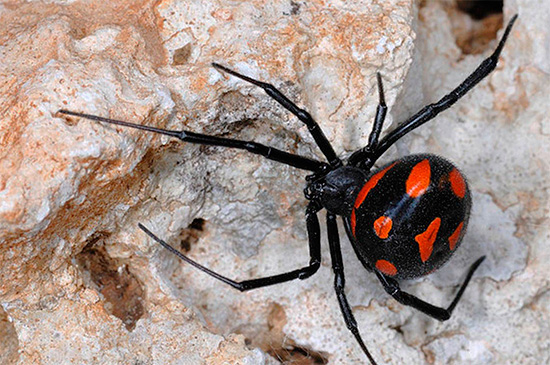 The bites of a poisonous spider karakurt are deadly to humans ...