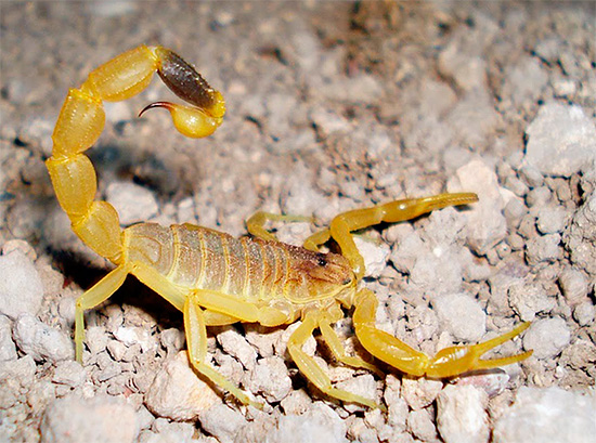 Photo of a yellow scorpion