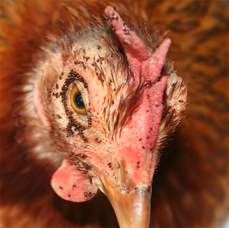 Massive chicken block bites can lead to the freezing of birds.