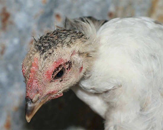 The bird in the photo shows the accumulation of a large number of chicken fleas around the eye.