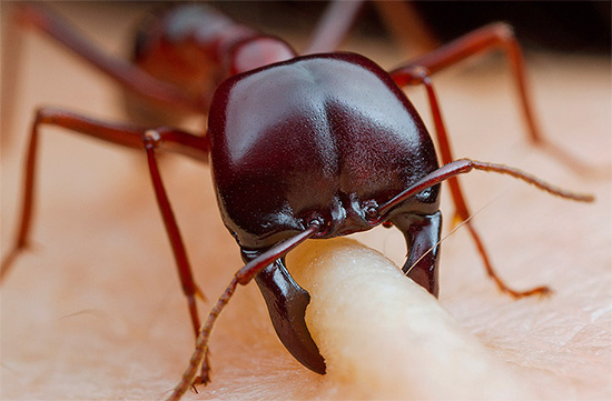 Met uitzondering van sommige stekende mieren, laten de beten van deze insecten meestal slechts nauwelijks zichtbare sporen op de huid achter.