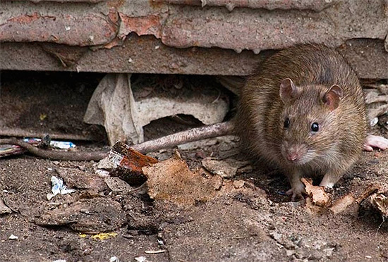 As a rule, those devices that really effectively scare off rodents, are quite expensive and have increased power.