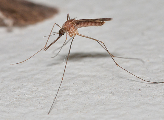Ultrasound is really capable of scaring mosquitoes, as these insects use it for communication.