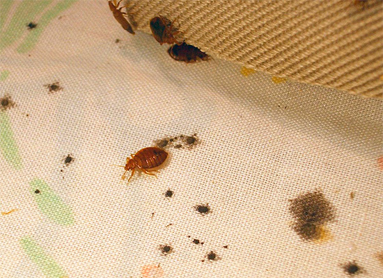Ultrasonic repellers will be ineffective against bed bugs.