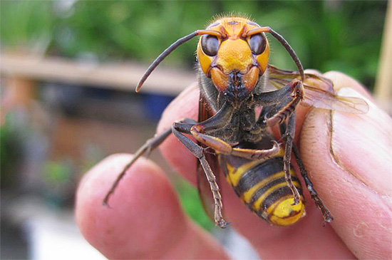 The bites of huge Japanese hornets are considered dangerous even for healthy people who are not prone to insect allergies.