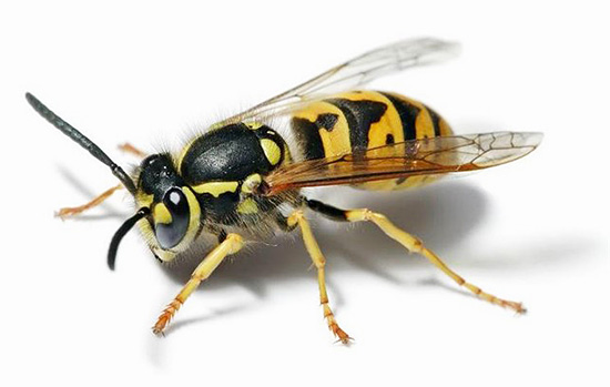 It is possible that in the future, wasps may also be useful in the treatment of cancer ...