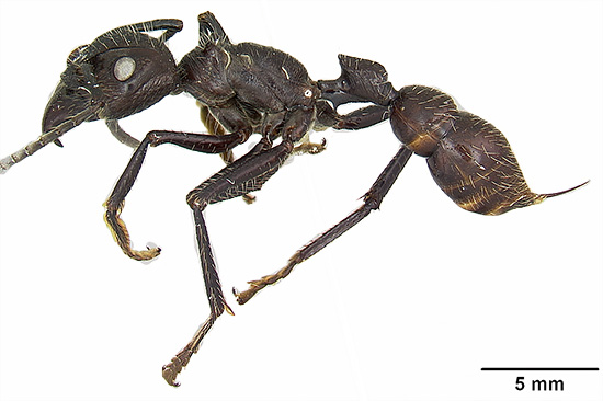 South American ant Paraponera clavata - its bites are considered one of the most painful among insects in general.