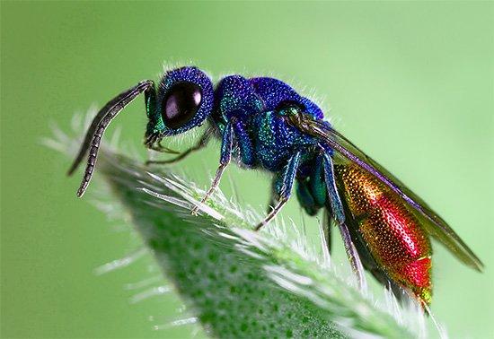 Shiny wasp
