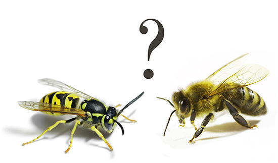 The action of wasp venom is in many ways similar to that of a bee, and so much so that it is not even clear which insect has stung ...