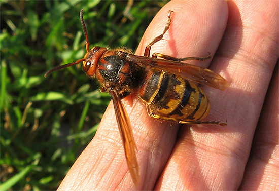 The hornet venom in its chemical composition is quite similar to wasp, although it has certain differences.