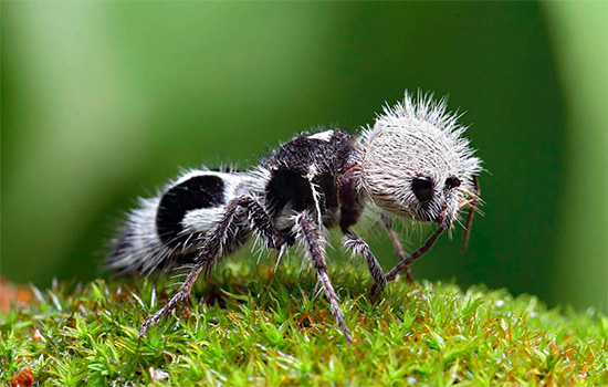 Ez a rovar, hasonlóan a bársony hangyához, valójában egy német darázs.