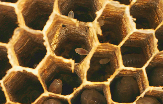 A fészek méhsejtjeiben darázs tojást látott.