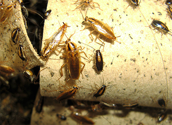 Het is noodzakelijk om kakkerlakken onmiddellijk te laten verhongeren, zodra ze in de kamer zijn gezien, maar we zullen blijven kijken naar hoe het correct en effectief kan worden gedaan ...