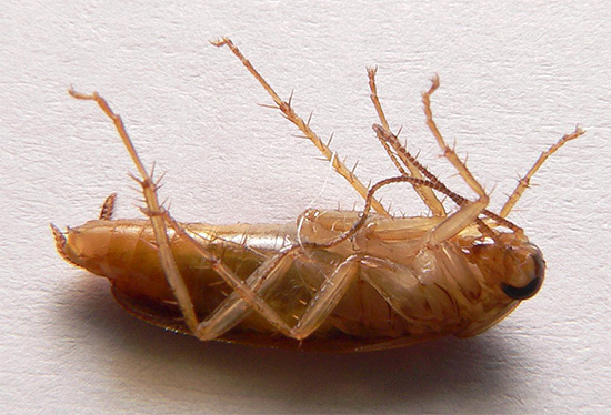 Ofta finns det situationer där kackerlackor misslyckas med att bli av med Dichlorvos eller giftiga beten med borsyra.