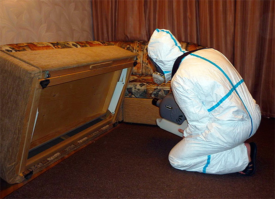 Ett exempel på bearbetning av lokaler från kackerlackor med hjälp av en kalldimmargenerator.