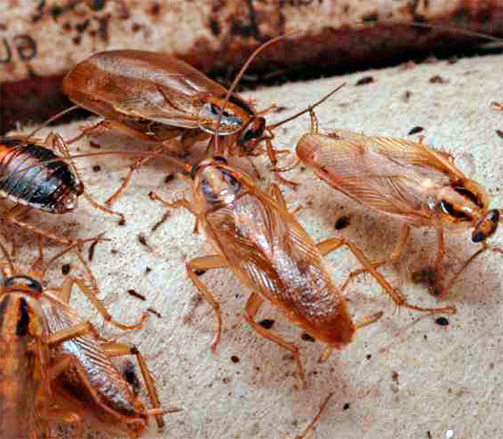 När du dödar kackerlackor bör du särskilt uppmärksamma ställen för eventuell insamling av insekter och hur de rör sig.