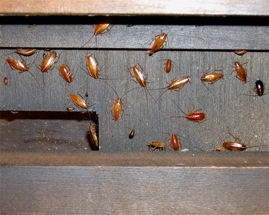 Als er veel kakkerlakken in een appartement zijn, moet je ze op een alomvattende manier doden, niet beperkt tot de aankoop van insecticiden.